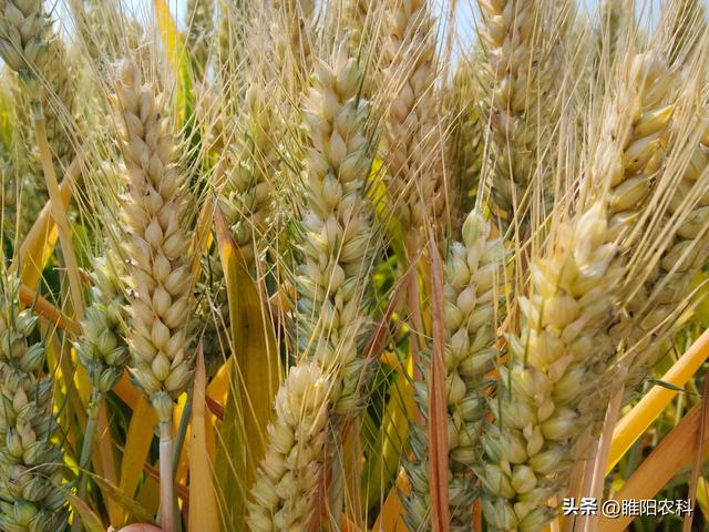 山东十大高产小麦品种,适合山东种植高产小麦品种排行榜(2)