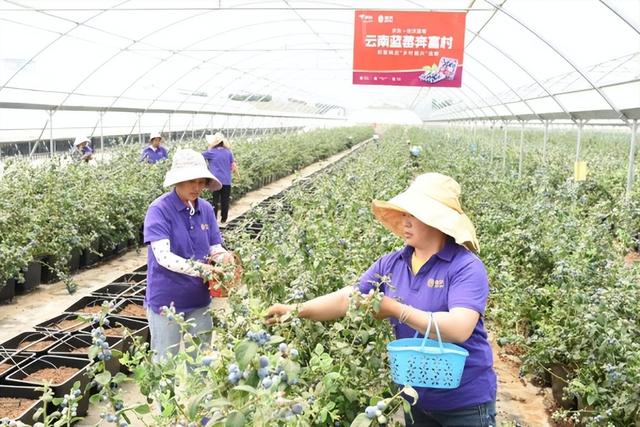 云南蓝莓几月成熟,云南蓝莓几月份上市(1)