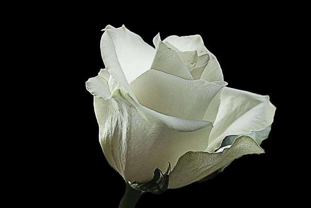 粉玫瑰白玫瑰花语,白玫瑰的所有花语(4)