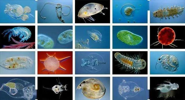 大海的动植物有多少种,大海里的植物有哪些图片(4)