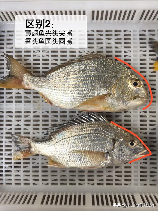广东黄脚立鱼价格,广东黄尖鱼价格表(4)