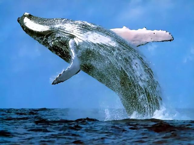 最大的鲸鱼排名,现存十大鲸鱼大小排名(1)