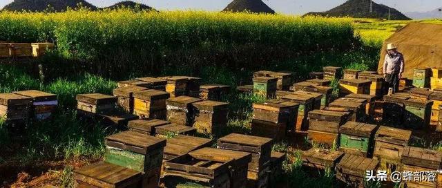 蜂蜜是老的好还是嫩的好,蜂蜜新鲜的好还是陈年的好(6)