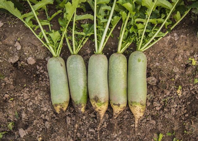 沙窝萝卜种植时间和收获时间,沙窝萝卜几月份种最好(3)