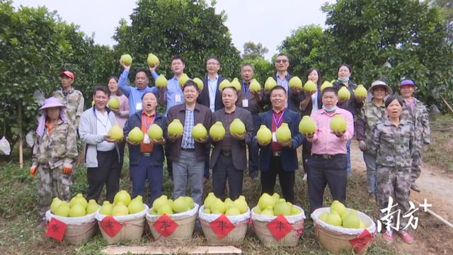 柚子种植大户,种植20亩柚子需要多少成本(2)