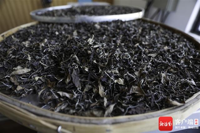 海南茶叶有几种,海南最好的茶叶排名(2)