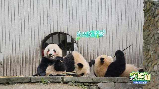 熊猫的生长过程视频,熊猫生长100天过程(2)