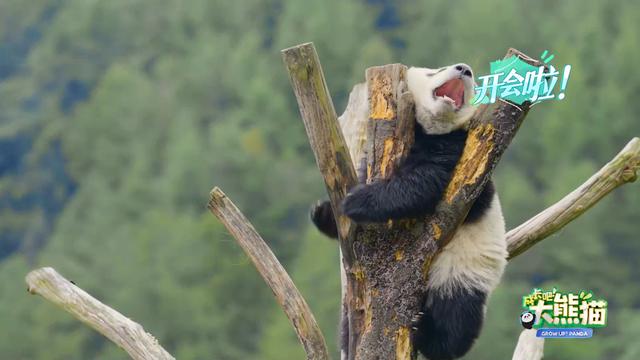 熊猫的生长过程视频,熊猫生长100天过程(3)