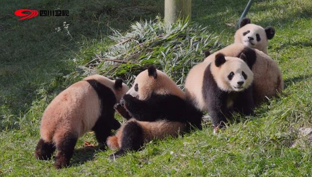 熊猫的生长过程视频,熊猫生长100天过程(6)