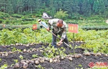 福建土豆种植时间和方法,土豆开花后多久可以挖(1)