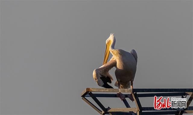 白鹈鹕图片,最值得养的杂鸟(1)