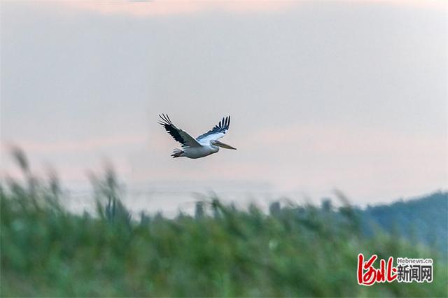 白鹈鹕图片,最值得养的杂鸟(2)