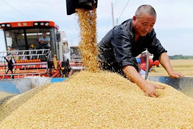 小麦贮存怎样才不起虫,储存的小麦已经生虫怎么办(6)
