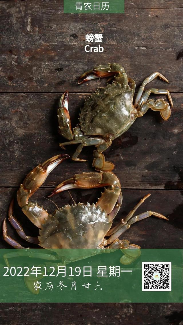 螃蟹吃什么食物才能养活,螃蟹喂什么食物最好(1)