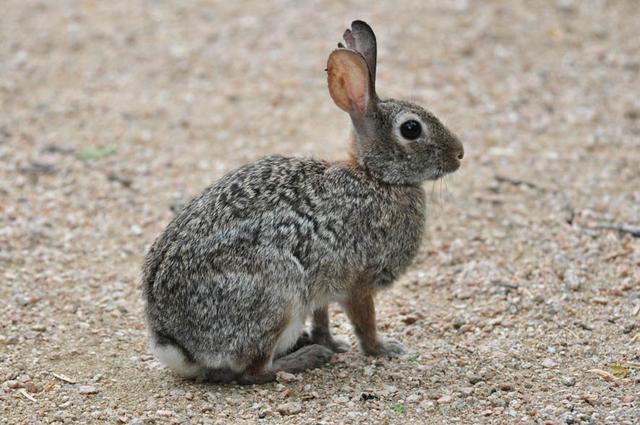 小白兔的耳朵有什么特点,小白兔的长耳朵的特点是什么(4)