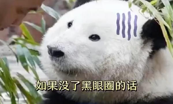 熊猫为什么吃竹子原因,熊猫吃竹子不会割嘴吗(6)