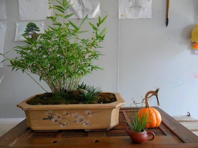 盆栽米竹的养殖方法和注意事项,三种竹子不宜养(3)