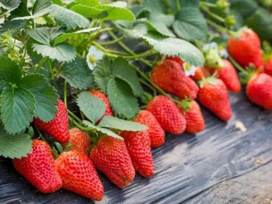 草莓放在冰箱好还是常温好,草莓放冰箱是放在保鲜还是冷冻(4)