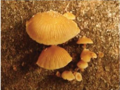 红菇的副作用和禁忌,红菇有哪几类人不宜吃(4)
