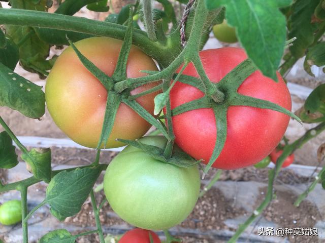 西红柿僵果补救方法,番茄僵果的解决方法(1)