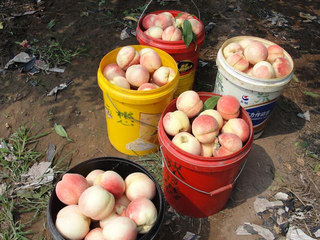 9月初至中旬成熟的桃子,五月下旬成熟的桃子有几种(3)