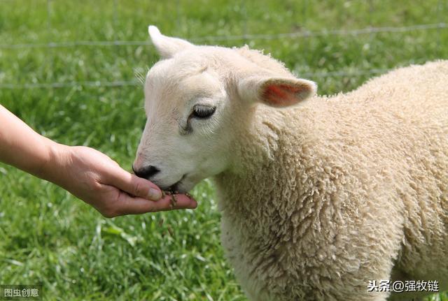 豆腐渣喂羊饲料配方与经济效益,豆腐渣喂羊还用添加精料吗(1)
