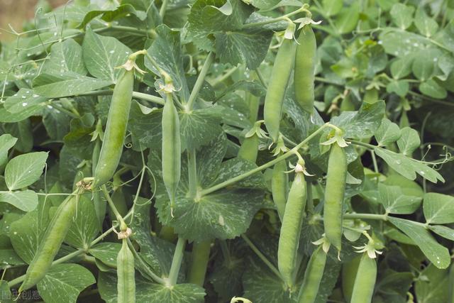 豌豆最晚什么时候种,种豌豆施什么肥料最好(4)