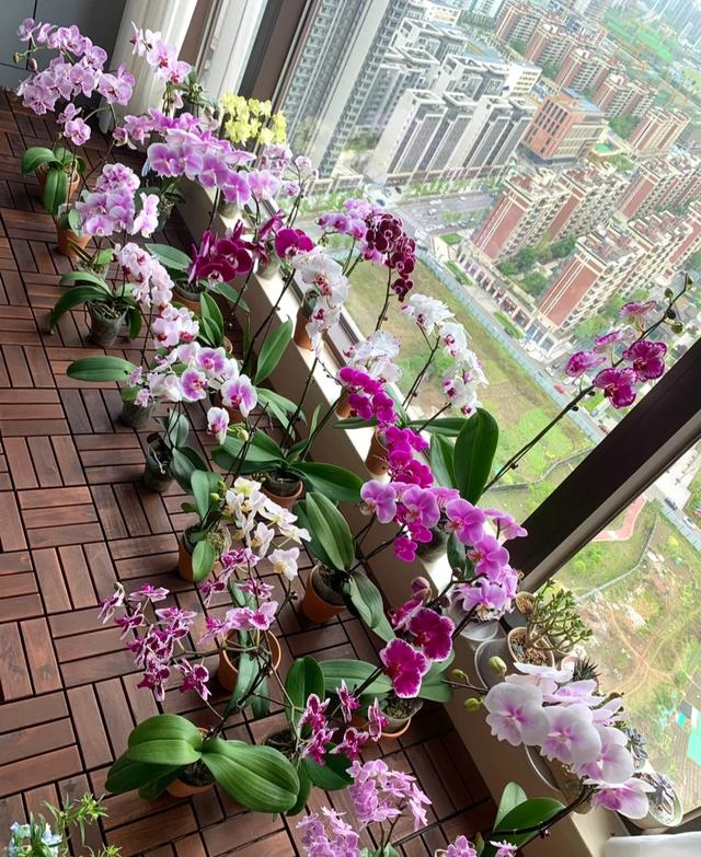 客厅适合养什么植物不需要花,适合客厅养的十大植物(2)