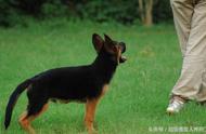 德国牧羊犬训练最佳年龄（德国牧羊犬多大最好训练）