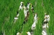 稻田养鸭一亩能养多少只鸭子（稻田养鸭一亩放多少只宠物）