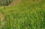 水稻种植的六个过程图（水稻生长过程图解儿童）