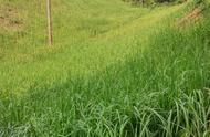水稻高产高效栽培新技术（水稻肥料最佳配比）