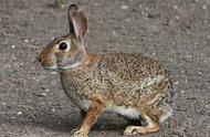 沙漠棉尾兔的寿命（1975年属兔女命的寿命有多长）
