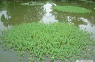 狐尾藻最佳养殖方法（绿狐尾藻的养殖方法和注意事项）