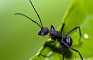 黑蚂蚁粉的功能与主治（黑蚂蚁粉最佳食用方法）