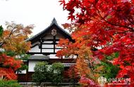京都红叶现在在哪里（京都哪里适合赏红叶）