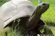 亚达伯拉象龟为什么喜欢泡水（亚达伯拉象龟喂什么）