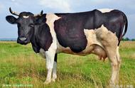 奶牛对什么饲料特别敏感（一般奶牛都喂啥饲料）