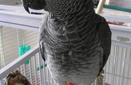 灰鹦鹉的寿命有多长（灰鹦鹉几个月体型停止生长）