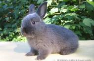 荷兰兔最多活多少年（荷兰侏儒兔寿命一般多少年呢）