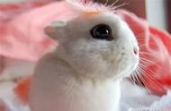 海棠兔的生活习性和喂食技巧（海棠兔的习性）