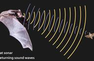 蝙蝠发出的超声波会不会相互影响（蝙蝠最怕的超声波）