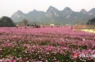 广西宾阳哪里有格桑花（宾阳县大罗村格桑花）