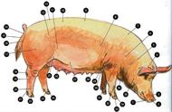 猪的器官结构与功能（猪的器官都有哪些作用）