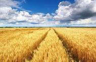 西农100小麦品种（西农805麦种价格表）