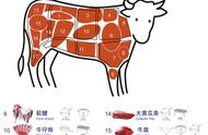 切牛肉的纹路图解（牛肉纹路切法图片）