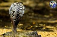三角蛇头是什么蛇（60斤的过山峰蛇）