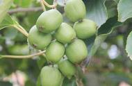 软枣猕猴桃目前有几个品种最好（软枣猕猴桃什么品种最好）