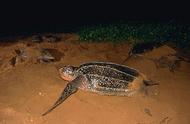 绿海龟为什么濒临灭绝（绿海龟稀少的原因）