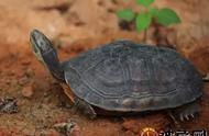 日本石龟孵化时间表（日本石龟冬眠的方法）